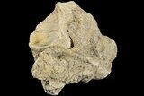 Fossil Mosasaur (Platecarpus) Vertebra - Kansas #187413-1